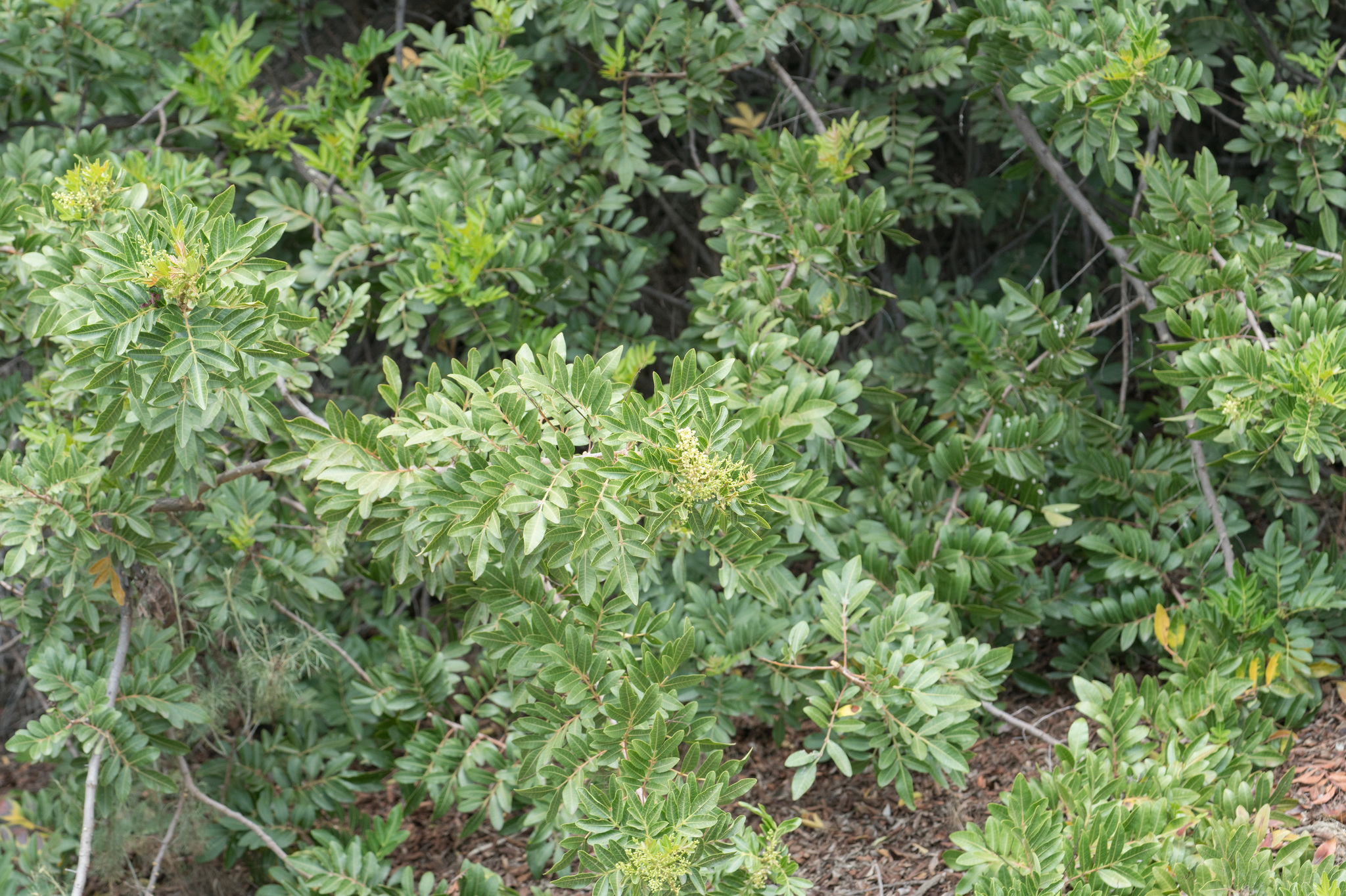 Pistacia palaestina
