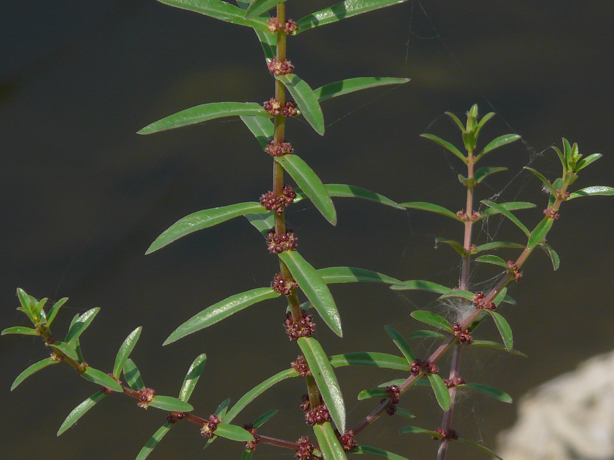Ammannia baccifera