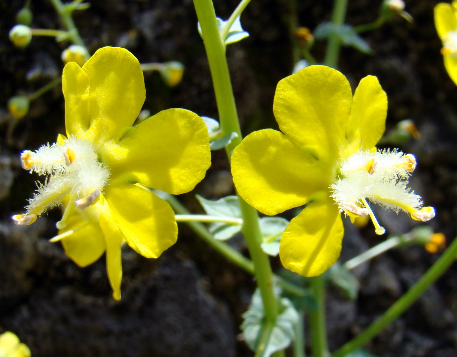 Verbascum agrimoniifolium