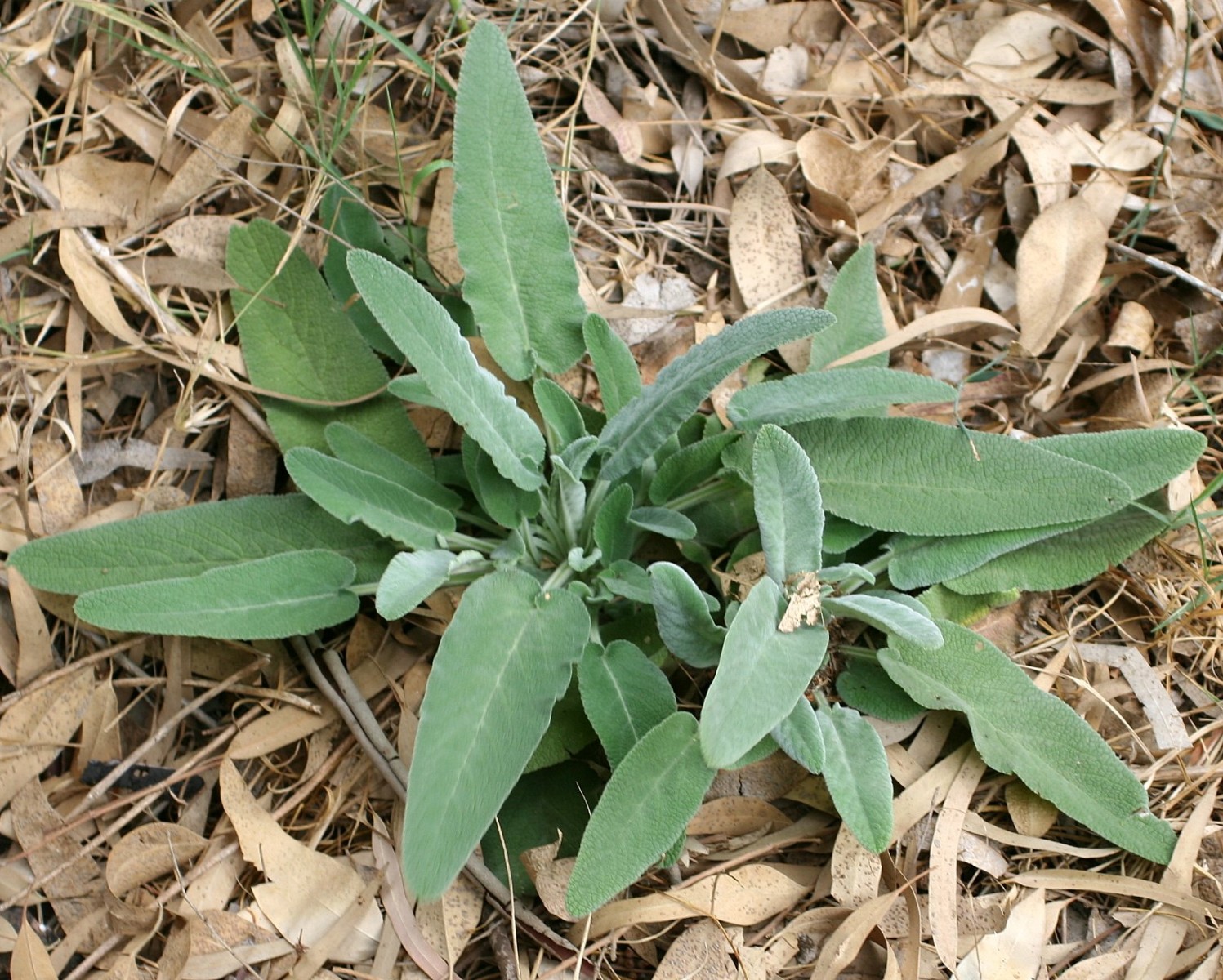 Stachys viticina
