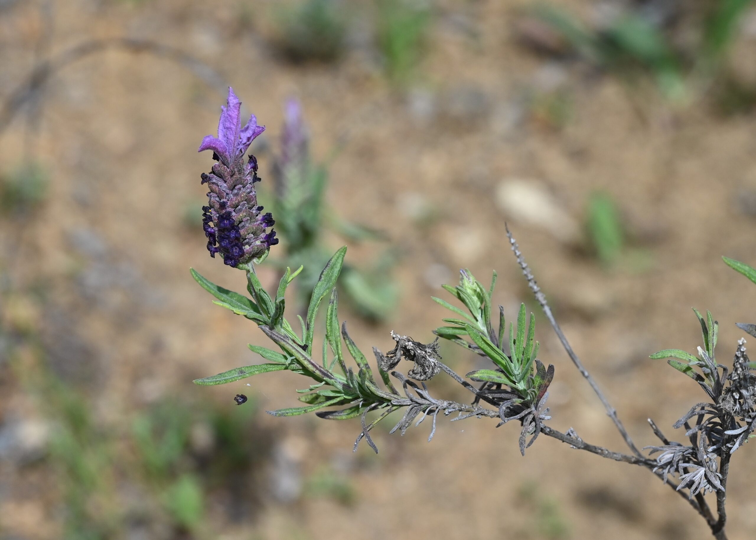 Lavandula stoechas