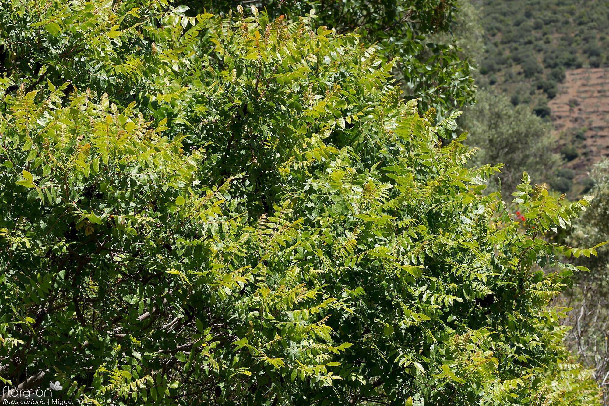 Rhus coriaria
