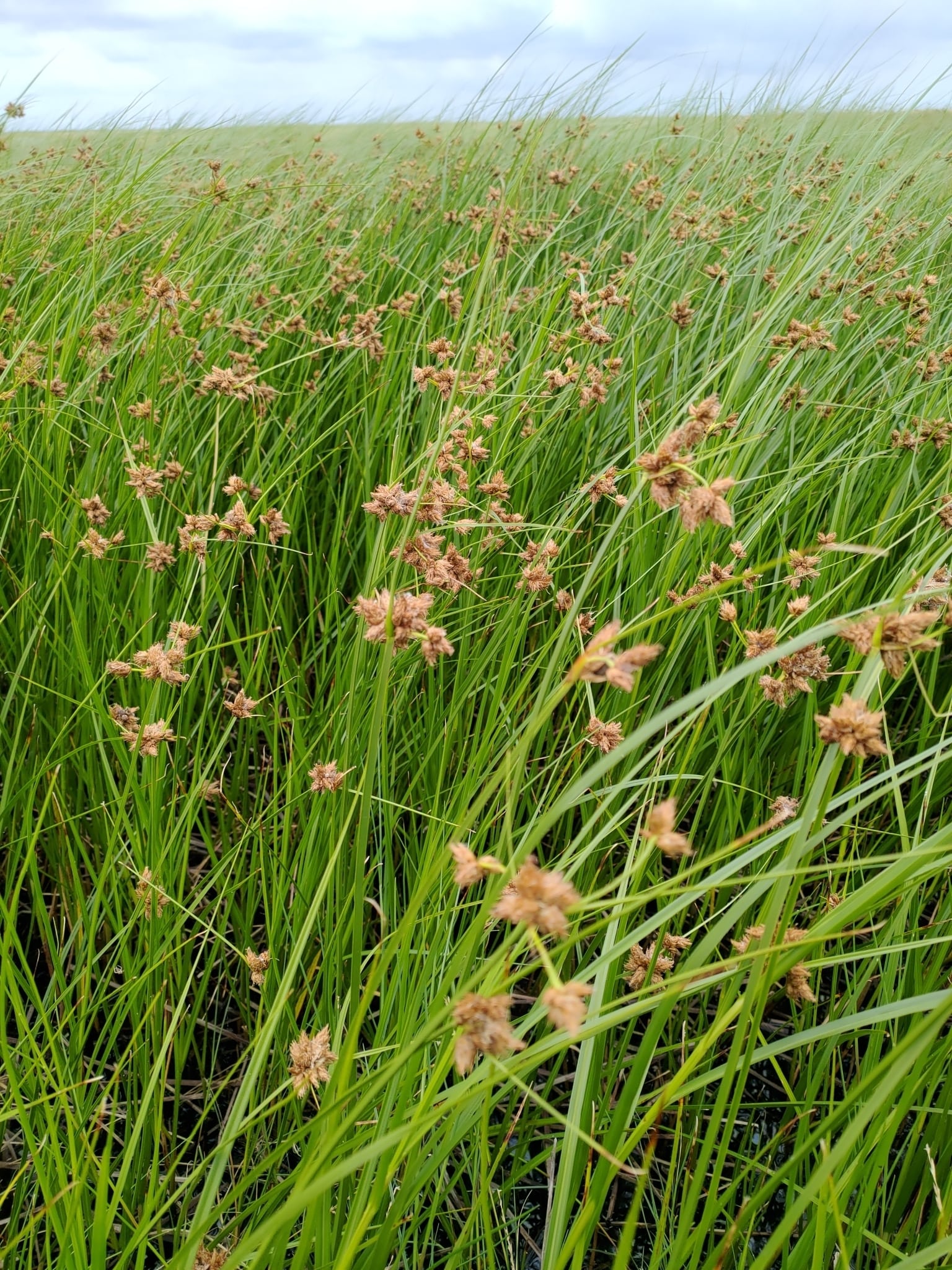 Scirpus maritimus