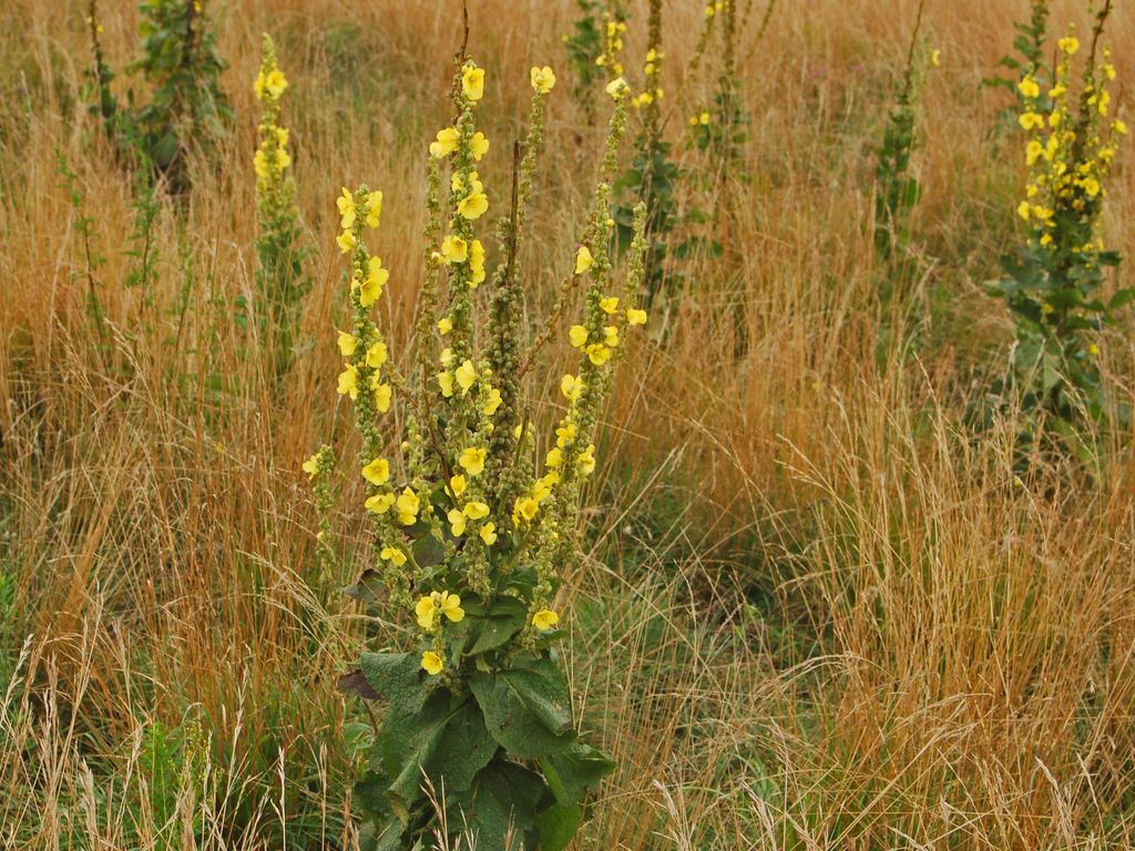 Verbascum caesareum