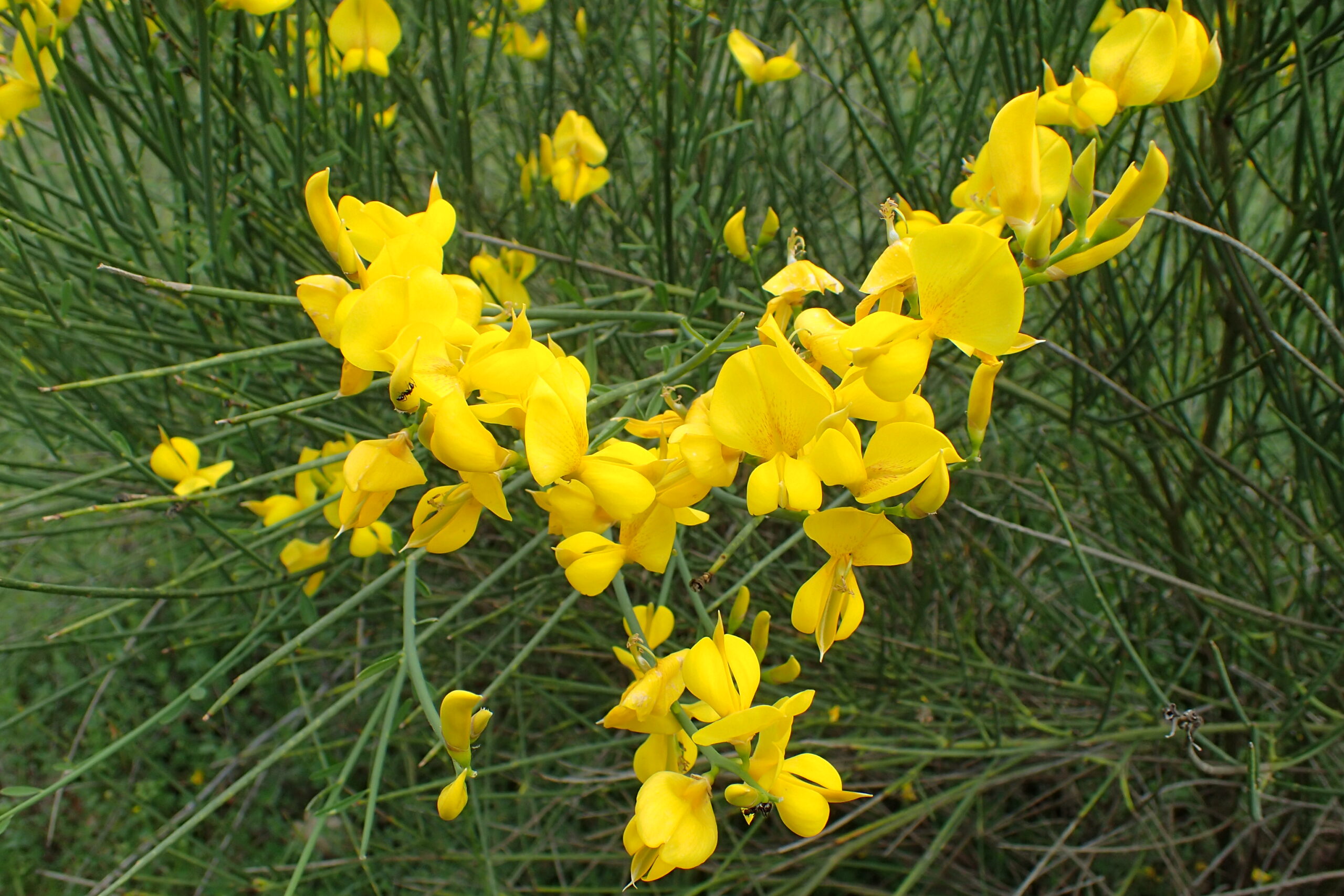 Spartium junceum