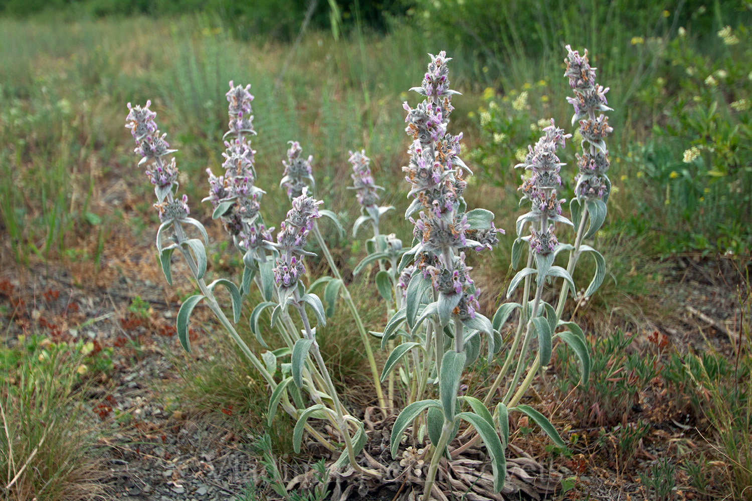 Stachys distans